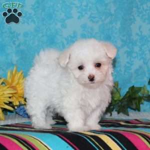 Flamingo, Maltipoo Puppy